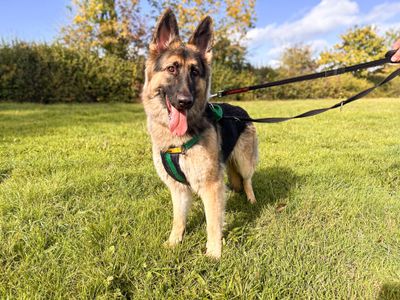 Wren, a 1 year old female German Shepherd available for adoption from Dogs Trust in Wiltshire