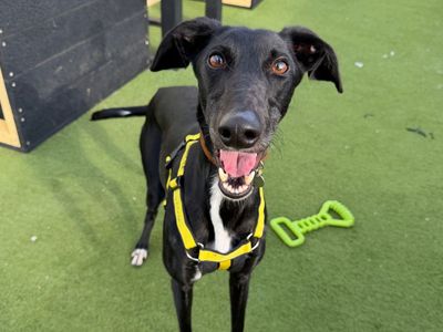 Dahlia, a 7 years old male Lurcher available for adoption from Dogs Trust in Norfolk
