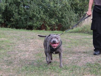 Terry, a 8 years old male Staffordshire Bull Terrier available for adoption from Dogs Trust in West Midlands