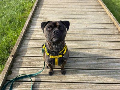 Rocco, a 2 years old male Staffordshire Bull Terrier X available for adoption from Dogs Trust in Leicestershire