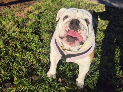 Lola, a 5 years old female Bulldog available for adoption from Dogs Trust in Leicestershire