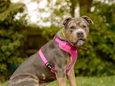 Fifi, a 4 years old female Staffordshire Bull Terrier X available for adoption from Dogs Trust in Warwickshire