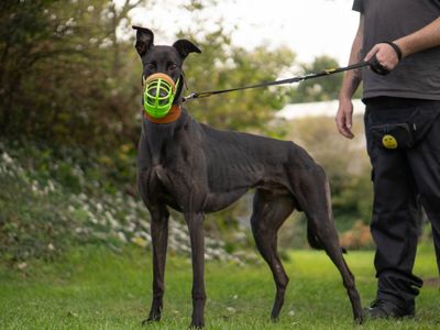 Aiden, a 4 years old male Greyhound available for adoption from Dogs Trust in Warwickshire