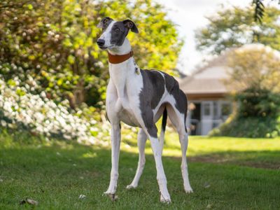 Josie, a 2 years old female Greyhound available for adoption from Dogs Trust in Warwickshire