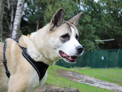 Alice, a 7 years old female Akita X available for adoption from Dogs Trust in Merseyside