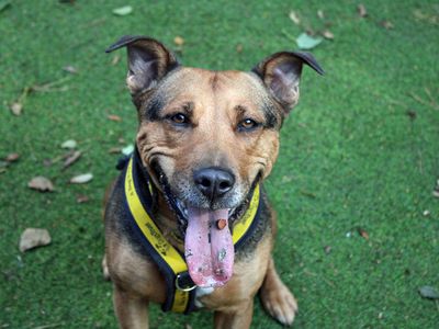 Willow, a 5 years old female Staffordshire Bull Terrier X available for adoption from Dogs Trust in Merseyside