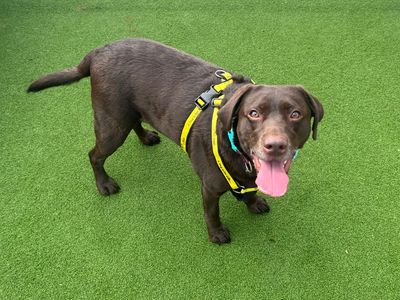 Shiloh, a 4 years old female Labrador available for adoption from Dogs Trust in Wales