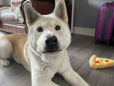 Eevee, a 3 years old female Siberian Husky X Chow Chow available for adoption from Dogs Trust in Scotland