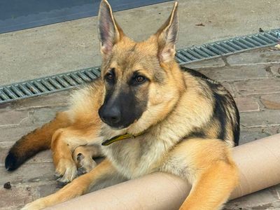 Diesel, a 1 year old male German Shepherd available for adoption from Dogs Trust in Wiltshire