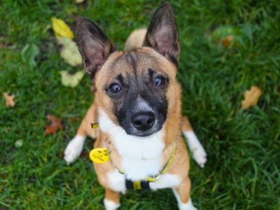 Louie, a 1 year old male Jack Russell Terrier X Pomeranian available for adoption from Dogs Trust in Greater Manchester