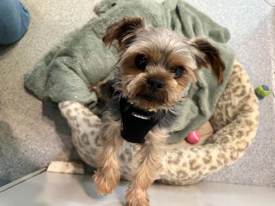 Micki, a 2 years old male Yorkshire Terrier available for adoption from Dogs Trust in Wales