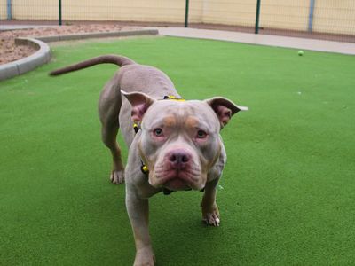 Winnie, a 2 years old female Pocket Bully available for adoption from Dogs Trust in Greater Manchester