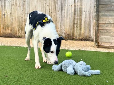 Bryony, a 1 year old female Border Collie available for adoption from Dogs Trust in Wiltshire