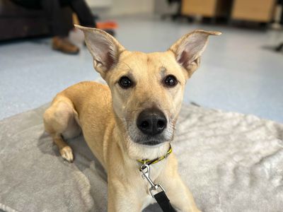 Lara, a 5 years old female Lurcher available for adoption from Dogs Trust in County Durham