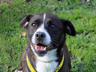 Adopt a Terrier (Patterdale) Cross Rescue Dog | Nancy | Dogs Trust