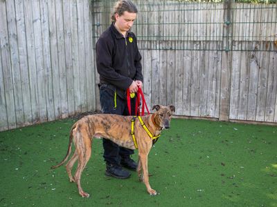 Boo, a 4 years old male Greyhound available for adoption from Dogs Trust in Leicestershire