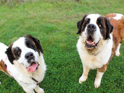 Missy Moo, a 3 years old female St Bernard available for adoption from Dogs Trust in West Sussex