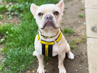 Wilbur, a 2 years old male French Bulldog available for adoption from Dogs Trust in Norfolk
