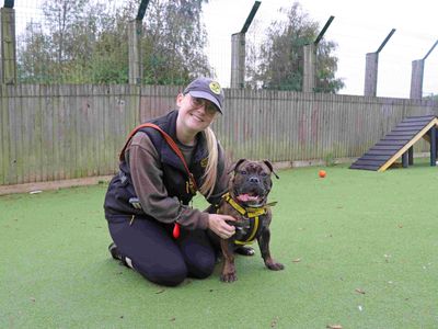 Luna, a 1 year old female Bulldog X available for adoption from Dogs Trust in Scotland