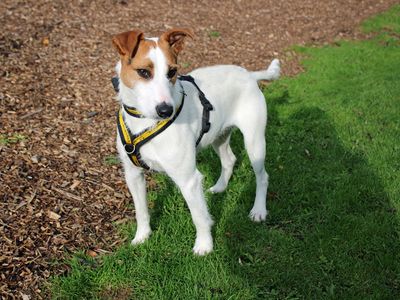 Dude, a 2 years old male Parson Russell Terrier X available for adoption from Dogs Trust in Merseyside