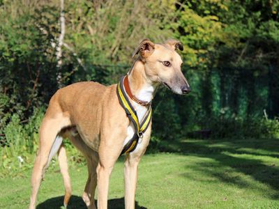 Sonny, a 1 year old male Lurcher available for adoption from Dogs Trust in Merseyside