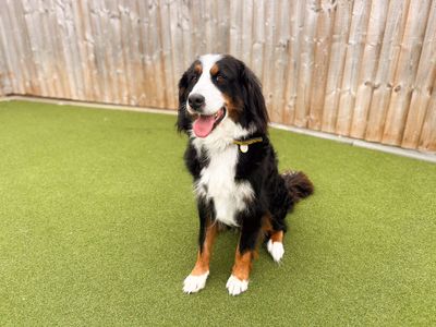 Amelia, a 4 years old female Bernese Mountain Dog available for adoption from Dogs Trust in Wiltshire