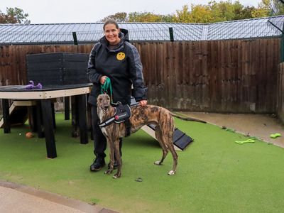 Peanut, a 3 years old male Greyhound available for adoption from Dogs Trust in West Midlands