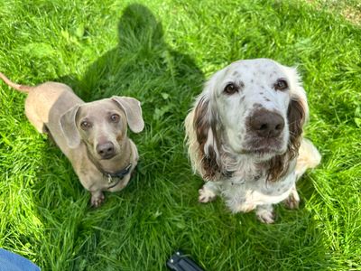 Penny, a 8 years old female Cocker Spaniel available for adoption from Dogs Trust in Wales