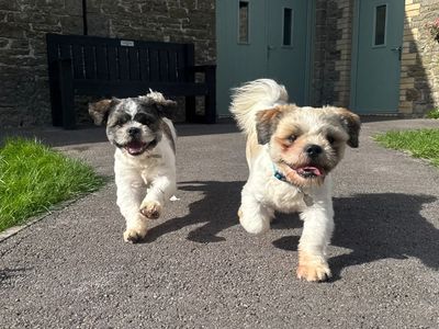 Milo Shih, a 1 year old male Shih Tzu available for adoption from Dogs Trust in Wales