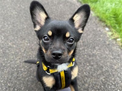 Luna, a 1 year old female Chihuahua X French Bulldog available for adoption from Dogs Trust in Wales