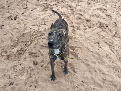 Rascal, a 3 years old male Lurcher available for adoption from Dogs Trust in Wales