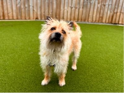 Benji, a 3 years old male Yorkshire Terrier X available for adoption from Dogs Trust in Wiltshire