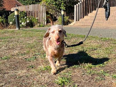 Boss, a 5 years old male Dachshund X available for adoption from Dogs Trust in Greater London