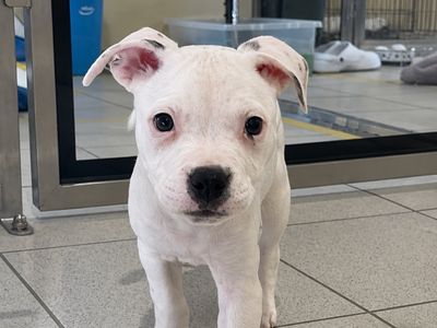 Morticia, a 1 year old female Staffordshire Bull Terrier X available for adoption from Dogs Trust in Northern Ireland