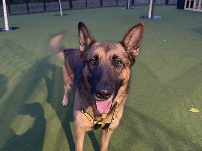 Blue, a 3 years old male Belgian Malinois X available for adoption from Dogs Trust in West Midlands