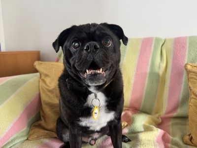Buddy Boris, a 6 years old male Pug X Jack Russell Terrier available for adoption from Dogs Trust in Wales