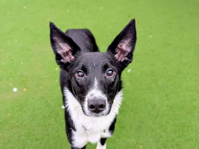 Yang, a 1 year old male Border Collie available for adoption from Dogs Trust in Wales