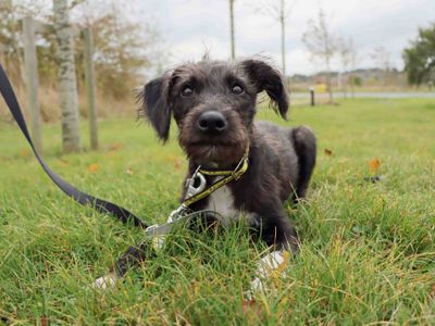 Toby, a 1 year old male Lurcher X available for adoption from Dogs Trust in County Durham