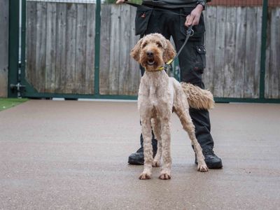 Arthur, a 1 year old male Labrador X available for adoption from Dogs Trust in Leicestershire