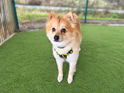 Elton, a 3 years old male Pomeranian X available for adoption from Dogs Trust in Essex
