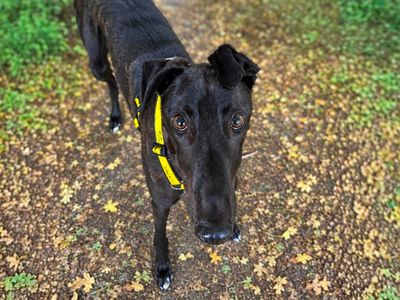 Lincoln, a 4 years old male Greyhound available for adoption from Dogs Trust in Essex
