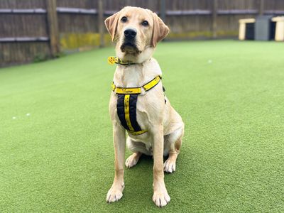 Marley, a 1 year old male Labrador available for adoption from Dogs Trust in Wiltshire