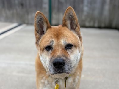 Judge, a 7 years old male Akita available for adoption from Dogs Trust in Leicestershire
