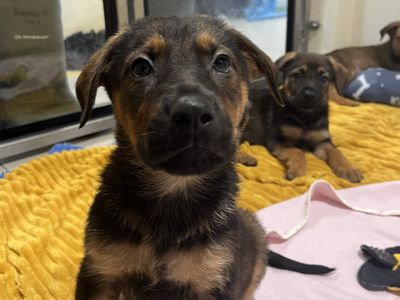 Xander, a 1 year old male German Shepherd X available for adoption from Dogs Trust in Northern Ireland