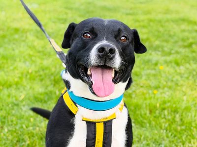 Rio, a 3 years old male Staffordshire Bull Terrier X available for adoption from Dogs Trust in West Yorkshire