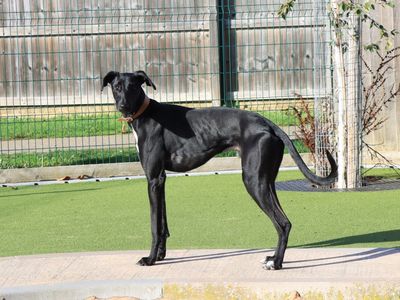 Jetson, a 1 year old male Lurcher available for adoption from Dogs Trust in West Midlands