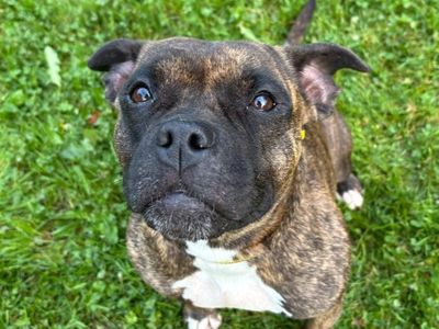 Gracie, a 2 years old female Staffordshire Bull Terrier available for adoption from Dogs Trust in Cumbria