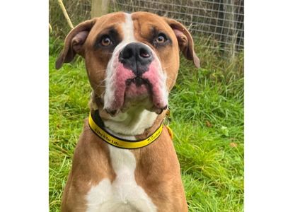 Simba, a 1 year old male Boxer X available for adoption from Dogs Trust in Cumbria