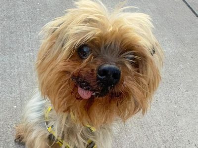 Tiny, a 10 years old male Yorkshire Terrier available for adoption from Dogs Trust in Shropshire