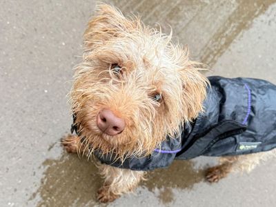 Luna, a 1 year old female Poodle X available for adoption from Dogs Trust in Shropshire